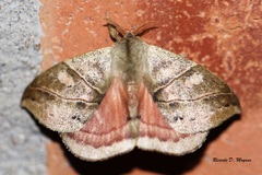 Prohylesia zikani