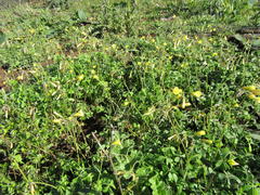 Oxalis pes-caprae sericea