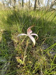 Caladenia hirta