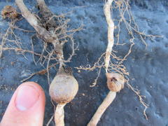 Oxalis pes-caprae sericea