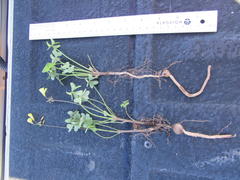 Oxalis pes-caprae sericea