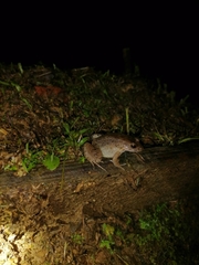 Leptodactylus validus