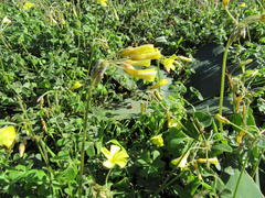 Oxalis pes-caprae sericea