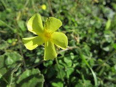 Oxalis pes-caprae sericea