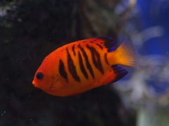 Centropyge loriculus