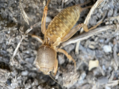 Neoscapteriscus borellii