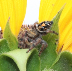 Phidippus audax