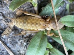 Neoscapteriscus borellii