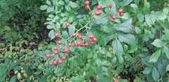 Rosa multiflora cathayensis