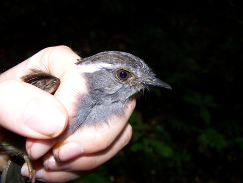 Ash-throated Gnateater (Conopophaga peruviana), photo 7
