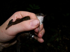 Microcerculus marginatus