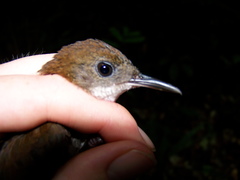 Microcerculus marginatus