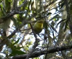 Phylloscopus ruficapilla