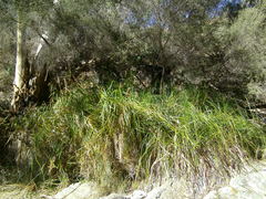 Cladium procerum