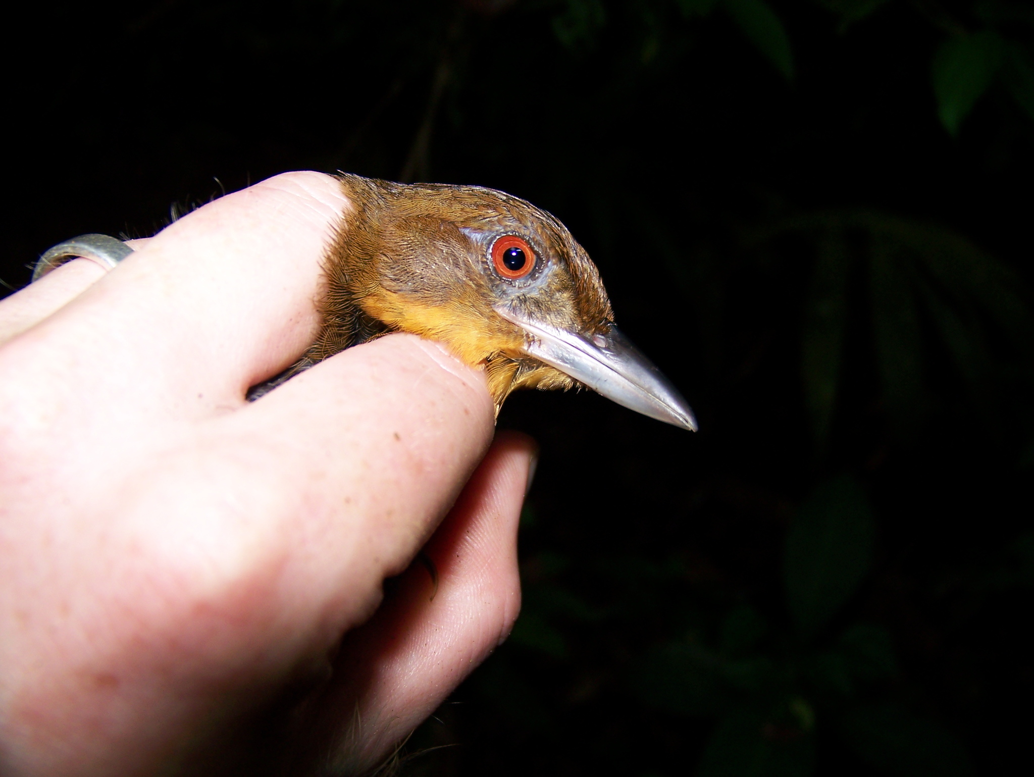 Brown-rumped Foliage-gleaner (Automolus melanopezus), photo 1