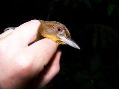 Automolus melanopezus