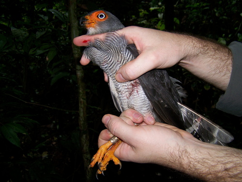 Lined Forest-falcon