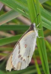 Colotis annae annae