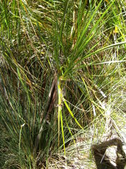 Cladium procerum
