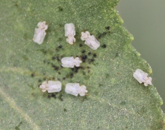 Corythucha