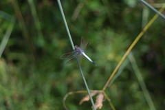 Orthetrum caledonicum