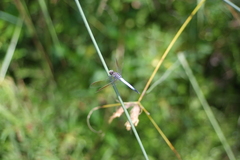 Orthetrum caledonicum