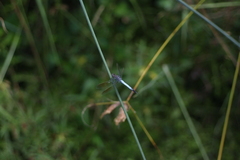 Orthetrum caledonicum