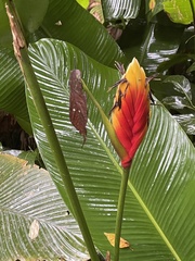Heliconia episcopalis