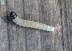Chionodes formosella