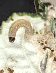 Chionodes formosella