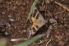 Grammodes euclidioides