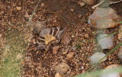 Grammodes euclidioides