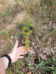 Solidago nemoralis decemflora