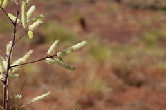 Grevillea pyramidalis leucadendron