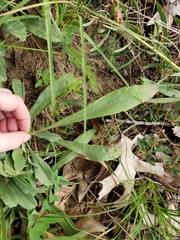 Solidago nemoralis decemflora