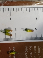 Solidago nemoralis decemflora