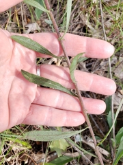 Solidago nemoralis decemflora