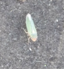 Xyphon reticulatum