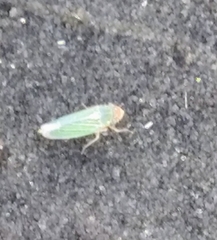 Xyphon reticulatum