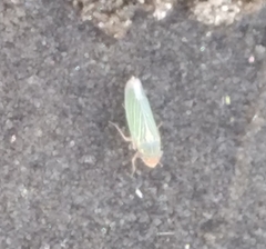 Xyphon reticulatum