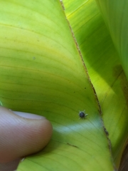Ceroplastes stellifer