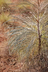 Grevillea pyramidalis leucadendron