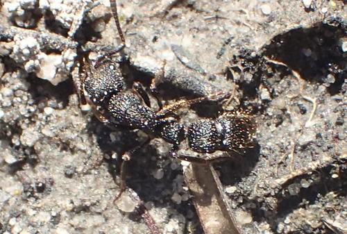 Bothroponera cariosaBothroponera cariosa