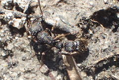 Bothroponera cariosa