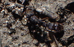 Bothroponera cariosa