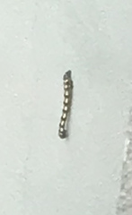 Acronyctodes mexicanaria