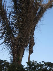 Raphia australis