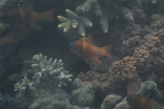 Ostorhinchus norfolcensis