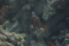 Ostorhinchus norfolcensis