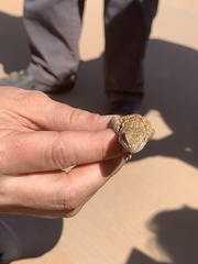 Sceloporus uniformis